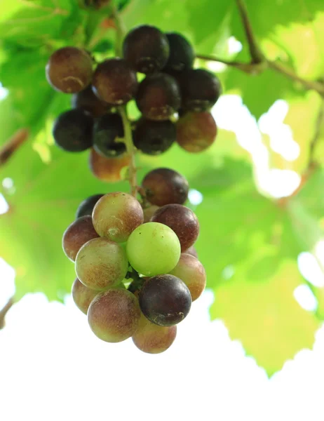 Green grapes on the ranch — Stock Photo, Image
