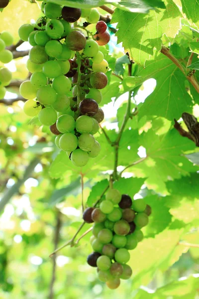 Зеленый виноград на ранчо — стоковое фото