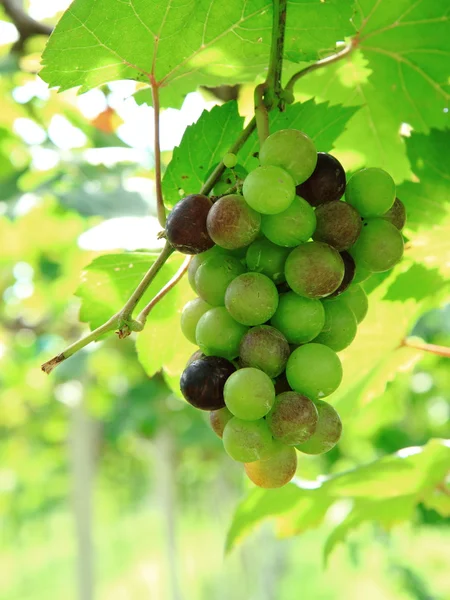 Зеленый виноград на ранчо — стоковое фото