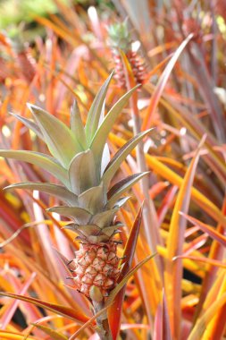 bahçede genç güzel ananas