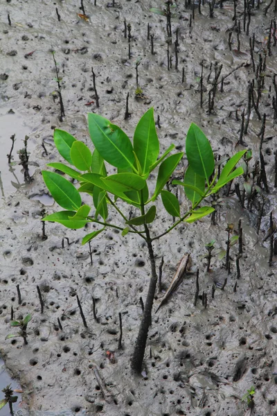 Νέοι μαγγρόβια δέντρο στο δάσος της μαγκρόβια — Φωτογραφία Αρχείου
