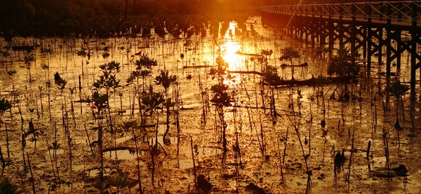 Jovem manguezal ao pôr-do-sol — Fotografia de Stock