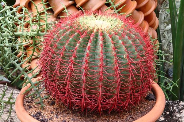 Primer plano de los cactus — Foto de Stock