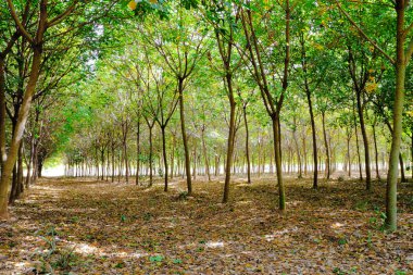 kauçuk plantasyonları