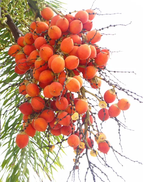Tuerca de betel madura en el árbol —  Fotos de Stock