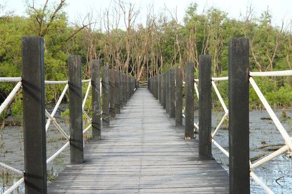 Ponte di legno Nella foresta di mangrovie — Foto Stock