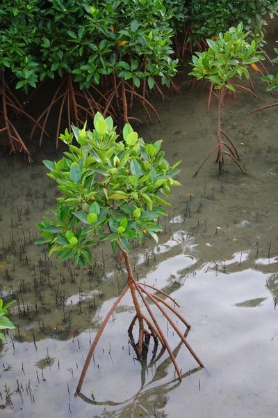 Giovane albero di mangrovie — Foto Stock