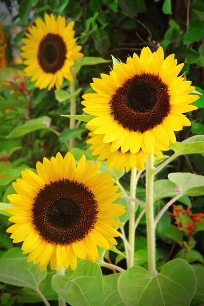 Zonnebloem — Stockfoto