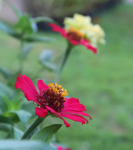 Zinnia bloem — Stockfoto