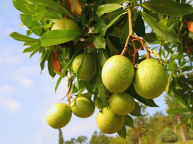 cerbera oddloam meyve