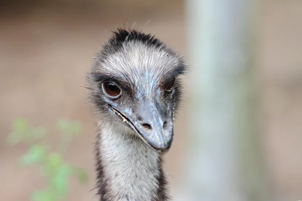 Cassowary — Stok fotoğraf