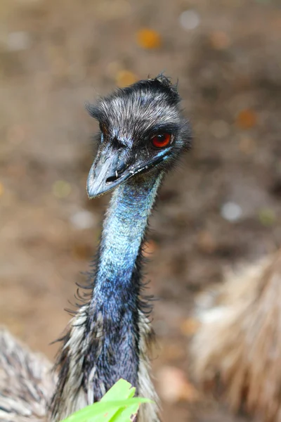 Cassowary — Stok fotoğraf