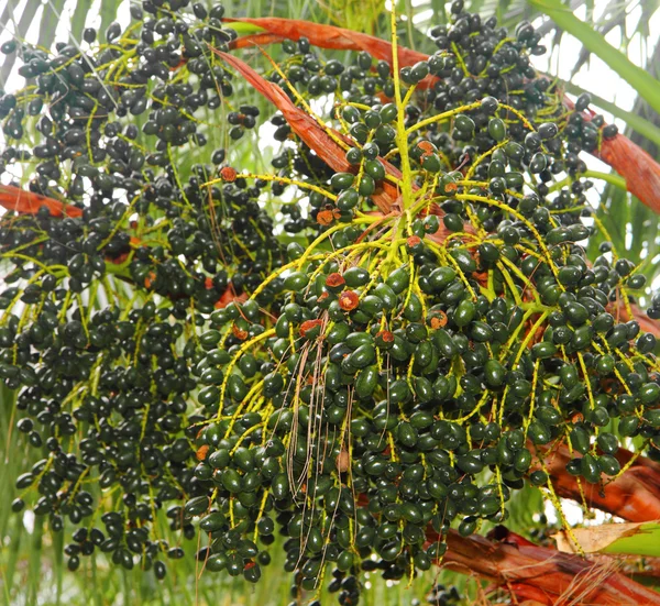 Closeup of the palm tree fruits — Stock Photo, Image
