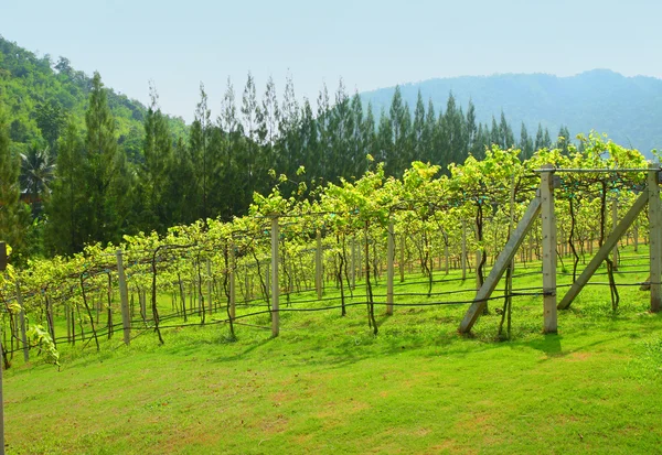 Paesaggio del — Foto Stock