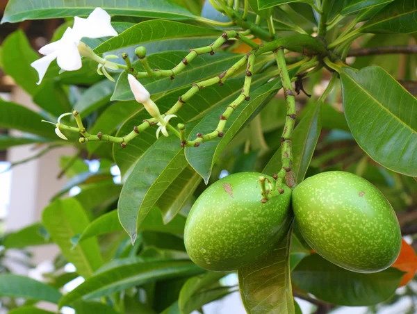 Cerbera fruta extraña — Foto de Stock