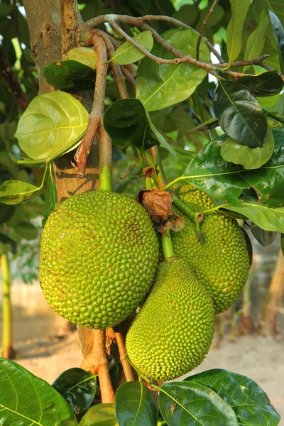 Jackfruit — 스톡 사진