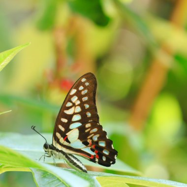 Körfez fritillary kelebek
