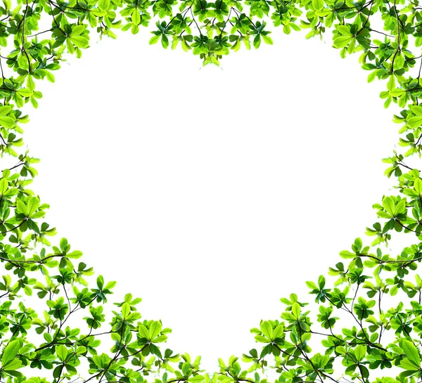 Green leaf heart shape isolated — Stock Photo, Image