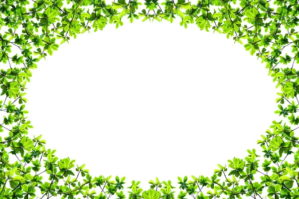 Kształt owalny zielony liść na białym tle — Zdjęcie stockowe