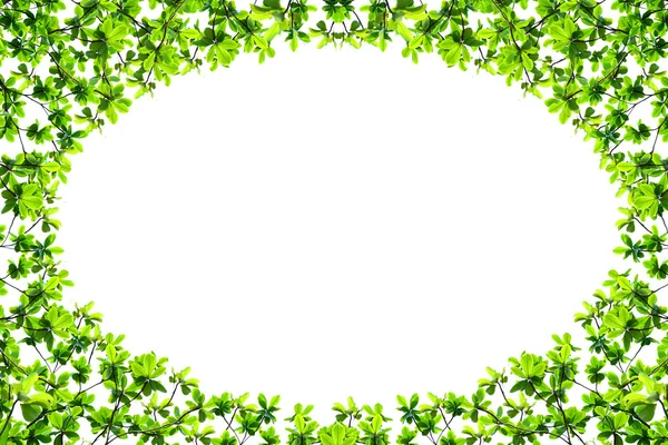 yaprak yeşil oval şekil izole