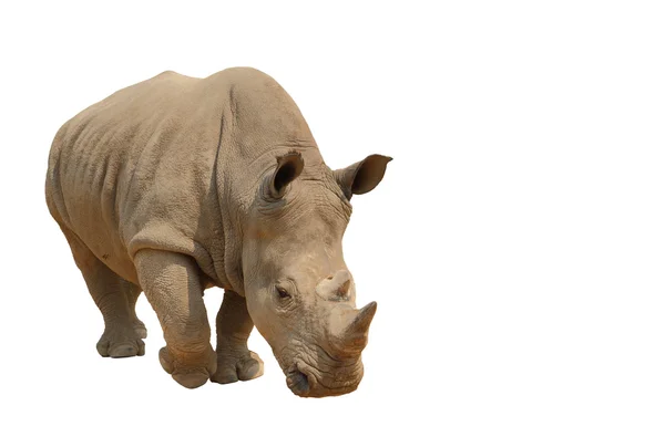 Rhinoceros isolated, clipping path. — Stock Photo, Image