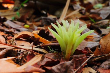 yakın çekim alismatifolia çiçek curcuma alismatifolia gagnep veya siam Lale