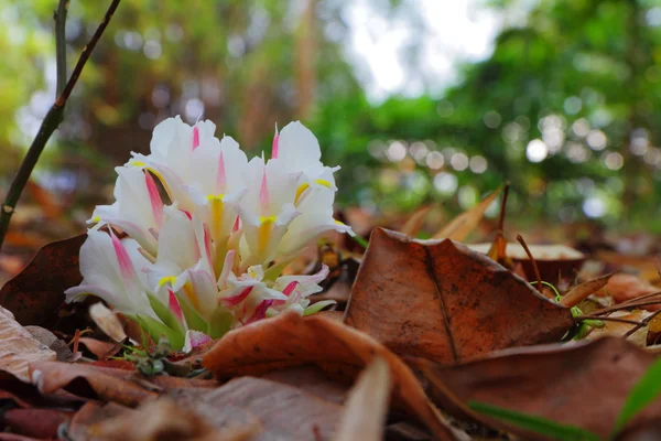 Közeli alismatifolia virágok curcuma alismatifolia gagnep vagy a siam tulipán — Stock Fotó