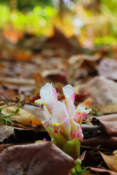Közeli alismatifolia virágok curcuma alismatifolia gagnep vagy a siam tulipán — Stock Fotó