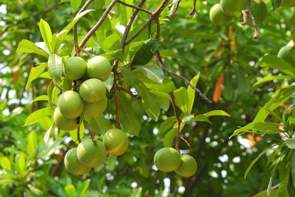 Cerbera fruta extraña — Foto de Stock