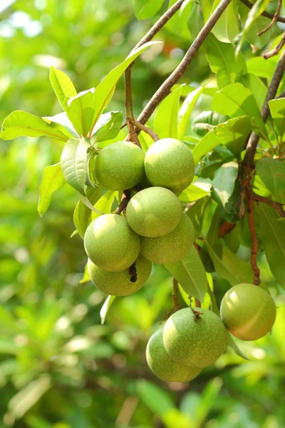 Cerbera oddloam 과일 — 스톡 사진