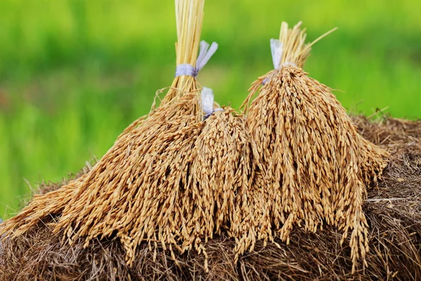 Paddy Yasemin pirinç — Stok fotoğraf
