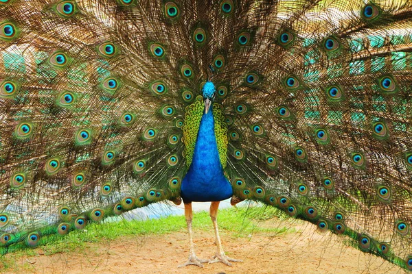 Tavus kuşu portresi — Stok fotoğraf