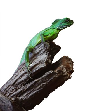 Yeşil su ejderha veya izole kırpma p ile Tay su dragon