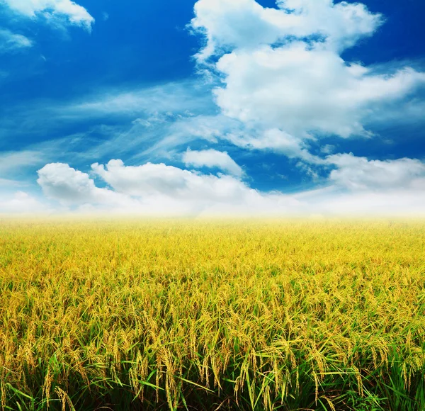 Złoty ryżowe pole — Zdjęcie stockowe