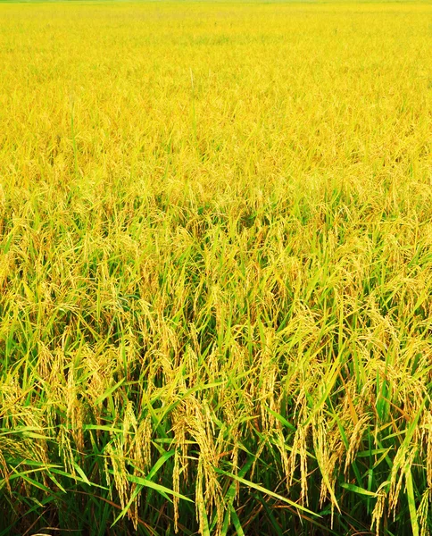 Pirinç alanı — Stok fotoğraf