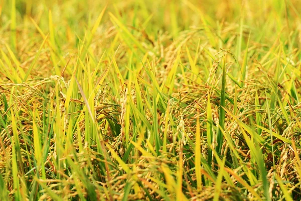 Rice field — Stock Photo, Image