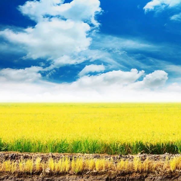 Altın pirinç alan mavi gökyüzü ile. — Stok fotoğraf