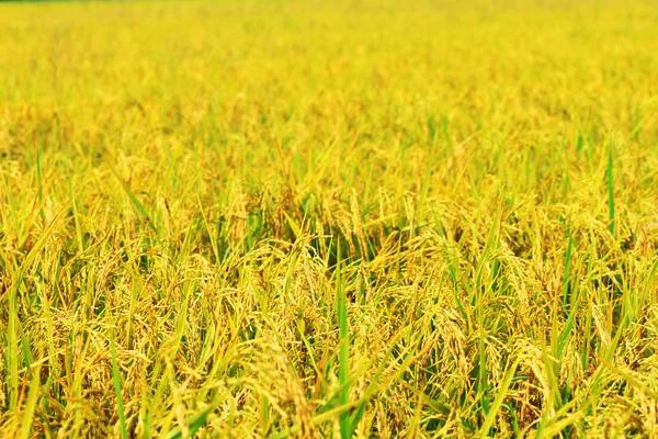 Campo di riso — Foto Stock