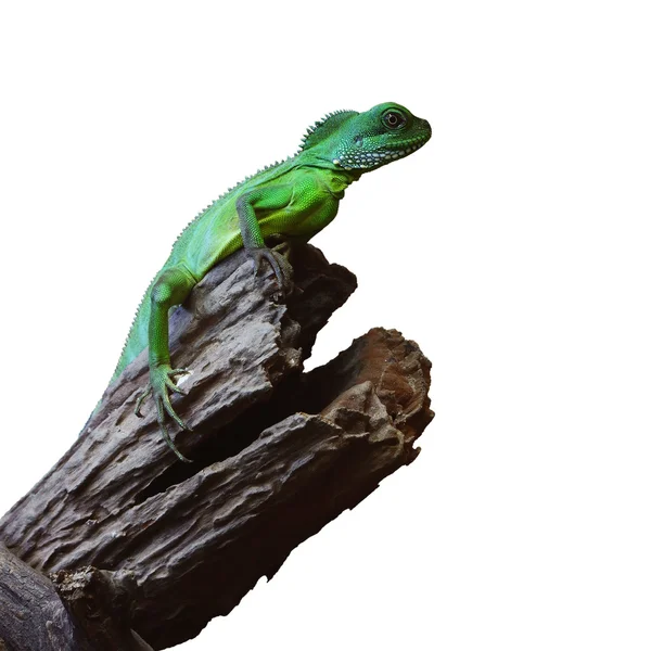 Zelené vodní drak nebo thajské vodní drak izolované s ořezovou p — Stock fotografie