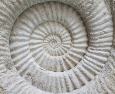 Tarih öncesi Ammonit fosil