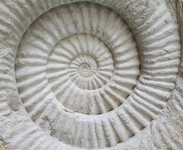 Ammonit förhistoriska fossil — Stockfoto
