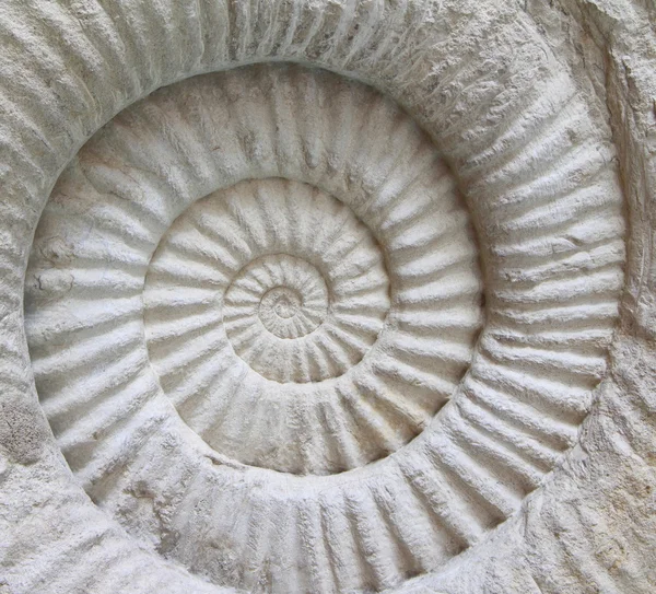 Fossile preistorico di ammonite — Foto Stock