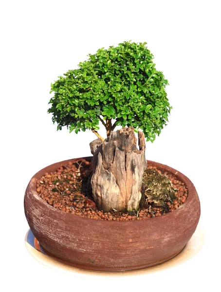 Zöld bonsai fa elszigetelt — Stock Fotó