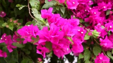 Bougainvillea çiçek