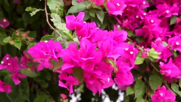 Bougainvillea  flowers — Stock Video