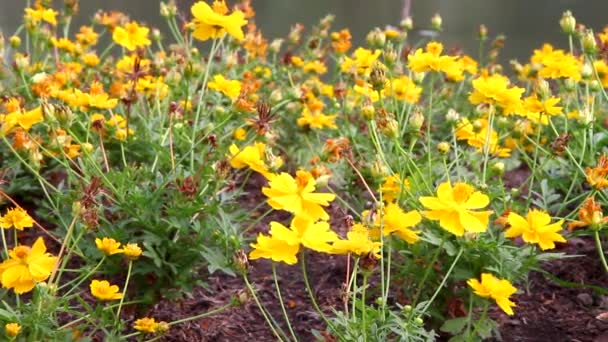 Cosmos amarillos flores — Vídeo de stock