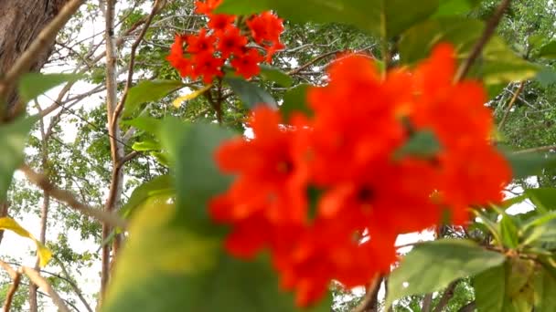 Гейгерное дерево или радужные цветы — стоковое видео