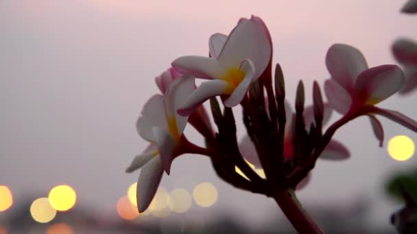 Frangipani or plumeria flowers — Stock Video