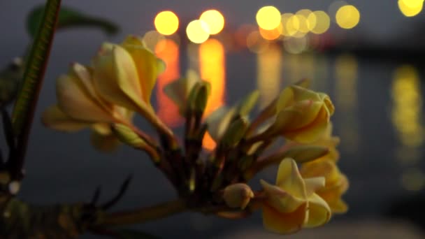 Frangipani or plumeria flowers — Stock Video