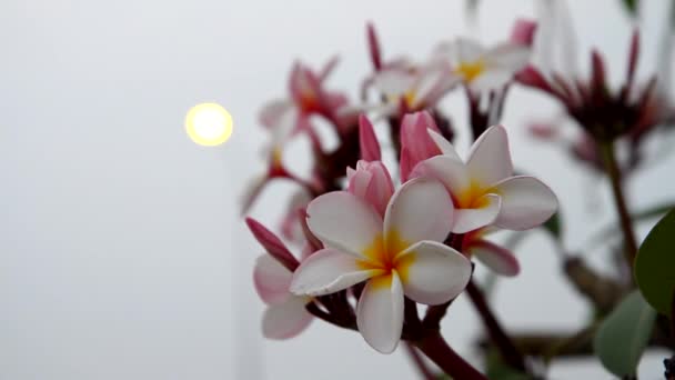 Frangipani или plumeria цветы — стоковое видео